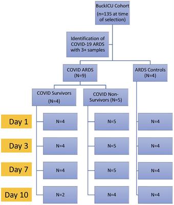 Longitudinal transcriptomic analysis reveals persistent enrichment of iron homeostasis and erythrocyte function pathways in severe COVID-19 ARDS